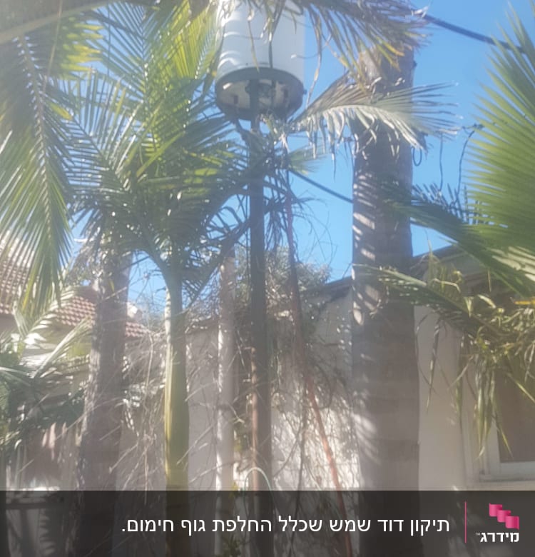 דוד שמש מותקן בין עצי דקל בחצר